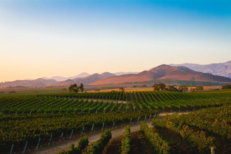 14 Amazing California Wine Regions